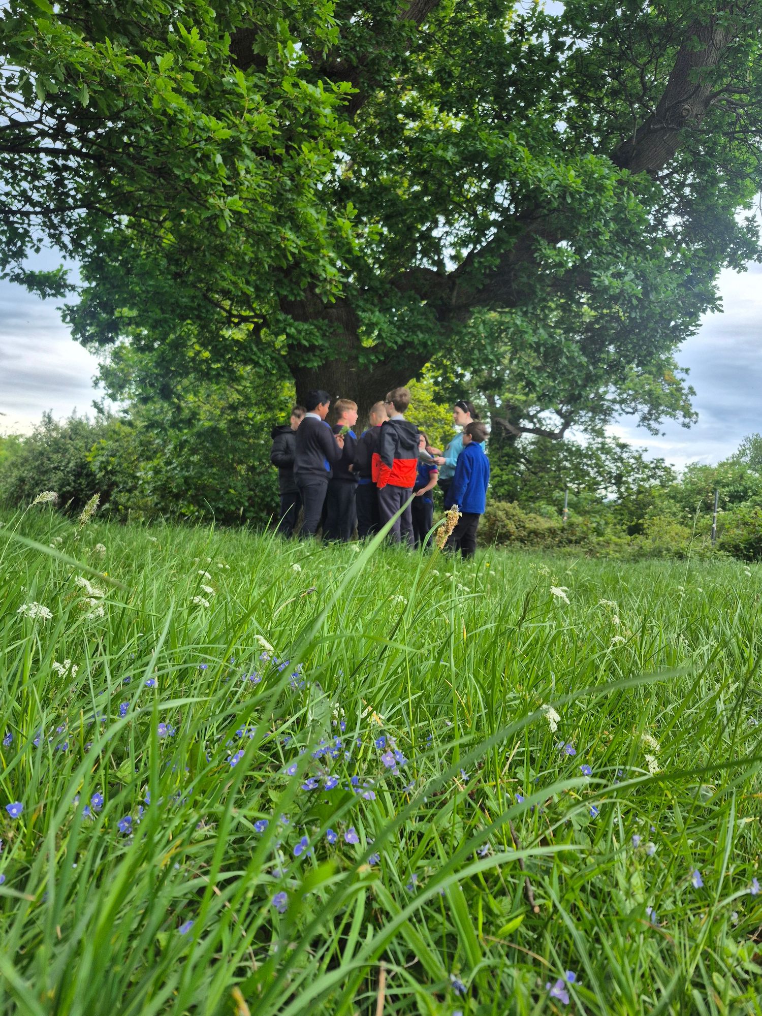 Gathering in the meadow