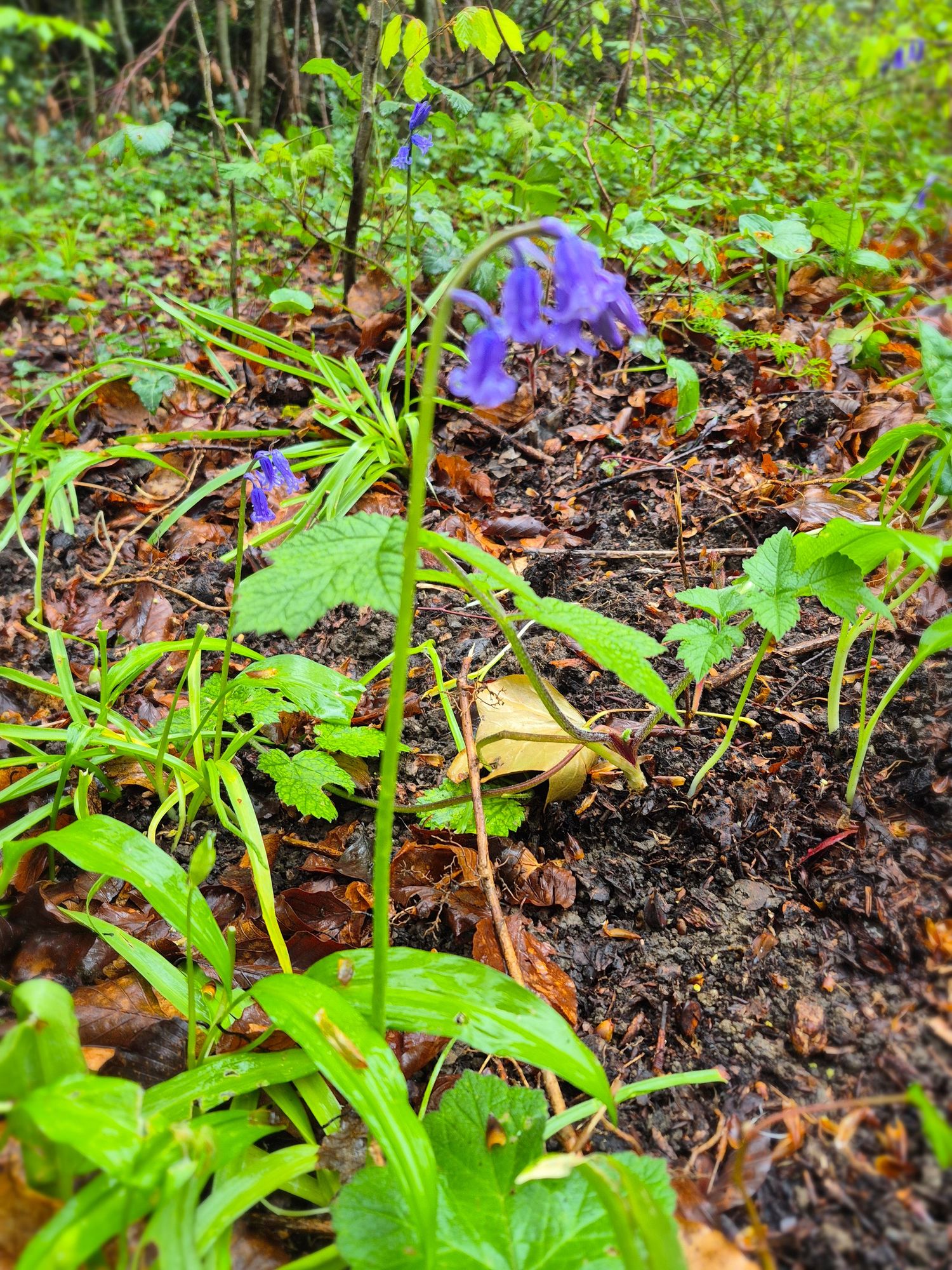 Bluebell in the forest